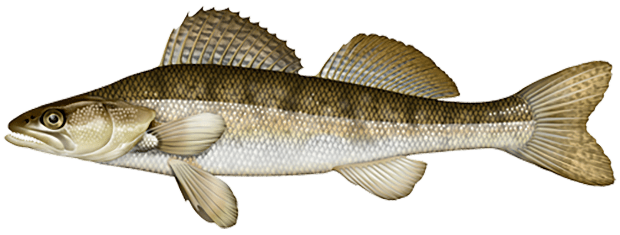Carnasport : Fiches techniques sur les poissons carnassiers