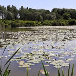 Etang fédéral d'Aubigny au bac Paillencourt dans le Nord