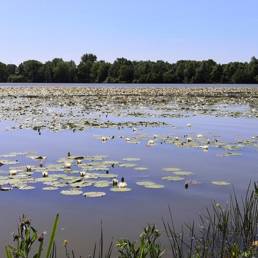 Etang fédéral d'Aubigny au bac Paillencourt dans le Nord